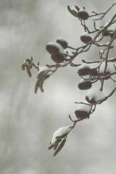 Snow covered catkins of the black. Winter macro. Foto stock