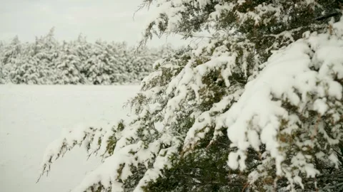 Snow Covered Cedar Trees in Winter Stock Footage 297508143