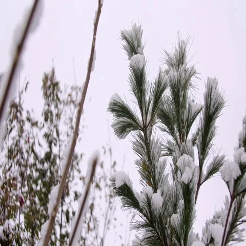 Snow-covered cedar in the winter. A beautiful green cedar snow-covered in a shot Stock Footage 69406250