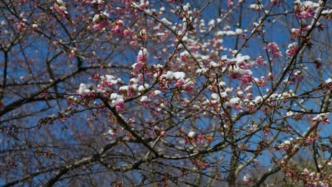 A snow-covered cherry blossom tree Stock Footage 329020479