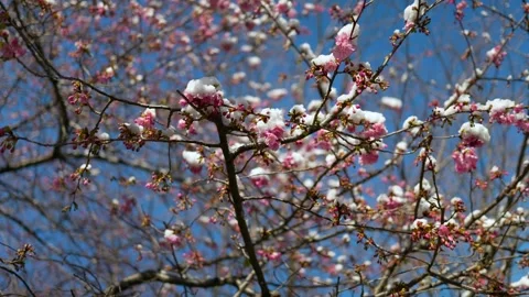 A snow-covered cherry blossom tree Stock Footage 329020723