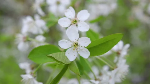 Snow-covered cherry blossoms in bloom Vidéo 274791916