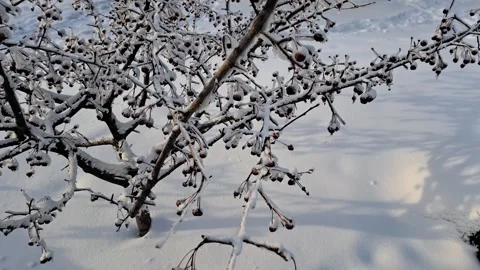 A snow-covered cherry tree. Stock Footage 327461574
