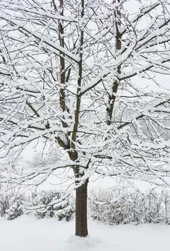 Snow covered cherry tree Stock Photos