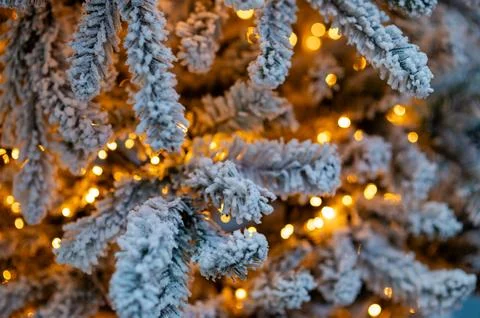 Snow covered Christmas tree branches decorated with warm glowing holiday li.. Stock Photos