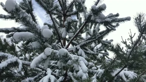 Snow-covered Christmas tree in the winter forest in Russia and cloudy sky Stock Footage 144737577