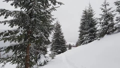 Snow-covered Christmas trees in snowfall in the mountains covered with fog Stock Footage 242848523