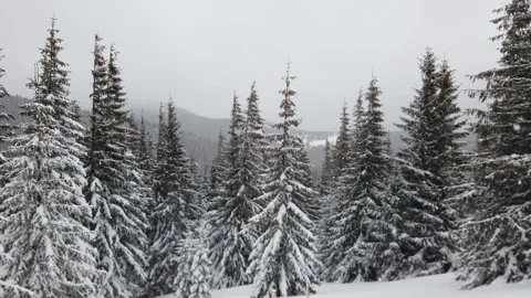 Snow-covered Christmas trees in snowfall in the mountains covered with fog Stock Footage 242848553
