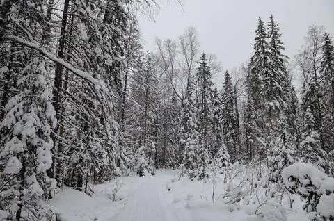 Snow-covered Christmas trees in the winter forest Stock Photos