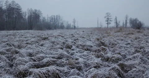 Snow-covered clearing, early spring, 4K slomo Stock Footage 168377757