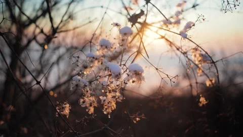 Snow covered clematis seed heads sparkle in golden sunset light among winter Stock Footage 342237234