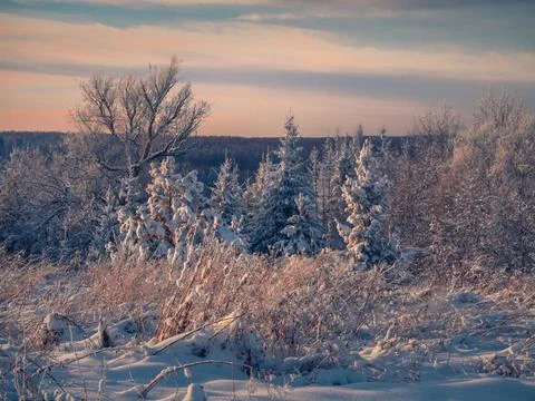 Snow-covered conifer forest on a high hill in frosty winter day. Frozen grass Stock Photos