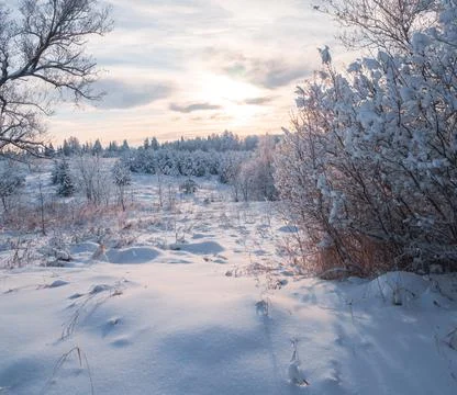 Snow-covered conifer forest on a high hill in frosty winter day. Frozen grass Foto stock