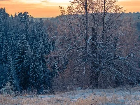 Snow-covered conifer forest on a high hill in frosty winter day. Frozen grass Stock Photos