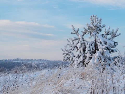Snow-covered conifer forest on a high hill in frosty winter day. Frozen grass Stock Photos