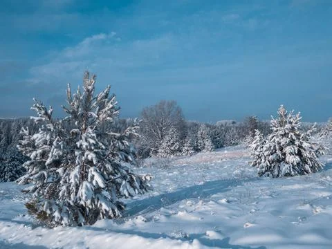 Snow-covered conifer forest on a high hill in frosty winter day. Frozen grass Stock Photos