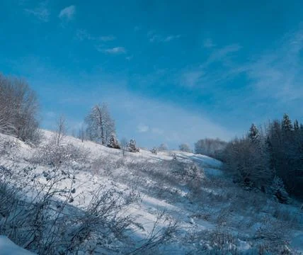 Snow-covered conifer forest on a high hill in frosty winter day. Frozen grass Stock Photos