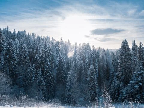 Snow-covered conifer forest on a high hill in frosty winter day. Frozen grass Stock Photos