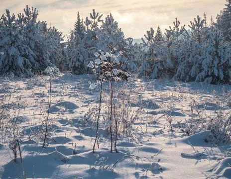 Snow-covered conifer forest on a high hill in frosty winter day. Frozen grass Stock Photos
