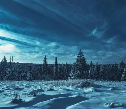 Snow-covered conifer forest on a high hill in frosty night. Frozen grass and  Stock Photos