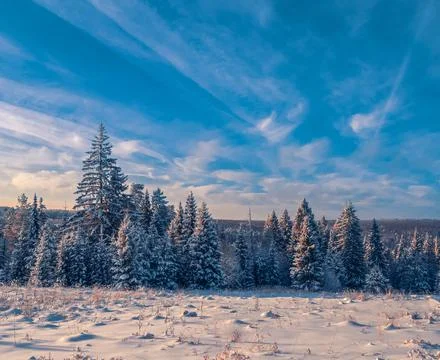 Snow-covered conifer forest on a high hill in frosty winter day. Frozen grass Stock Photos