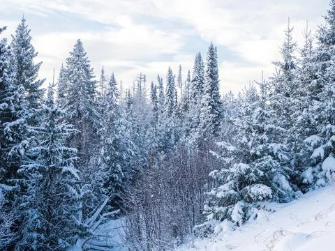 Snow-covered conifer forest on a high hill in frosty winter day. Frozen grass Stock Photos