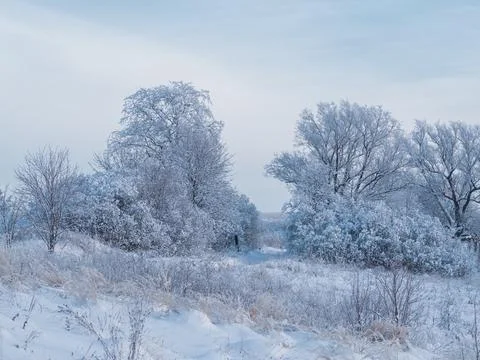 Snow-covered conifer forest on a high hill in frosty winter day. Frozen grass Stock Photos