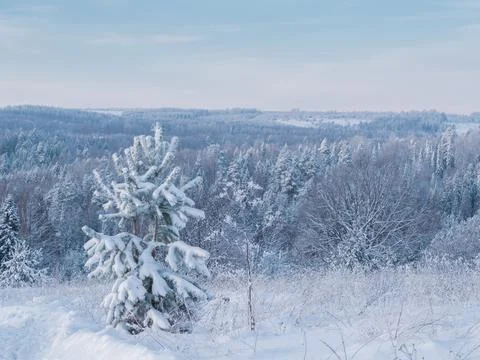 Snow-covered conifer forest on a high hill in frosty winter day. Frozen grass Stock Photos
