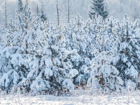 Snow-covered conifer forest on a high hill in frosty winter day. Frozen grass Stock Photos