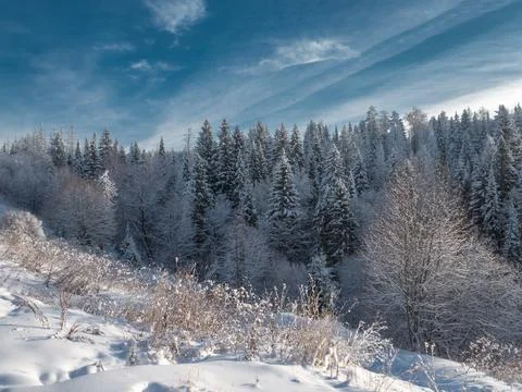 Snow-covered conifer forest on a high hill in frosty winter day. Frozen grass Stock Photos