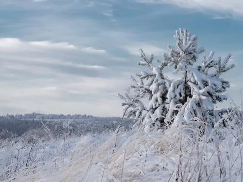 Snow-covered conifer forest on a high hill in frosty winter day. Frozen grass Stock Photos