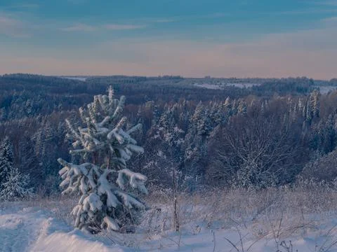Snow-covered conifer forest on a high hill in frosty winter day. Frozen grass Stock Photos