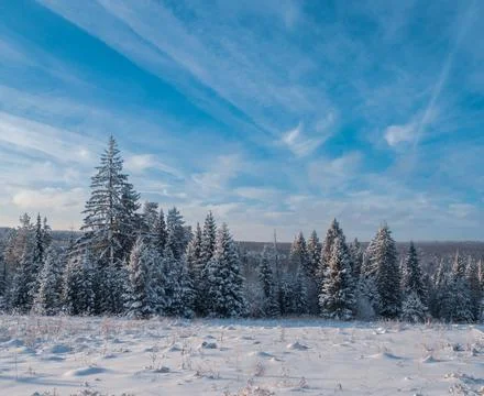 Snow-covered conifer forest on a high hill in frosty winter day. Frozen grass Stock Photos