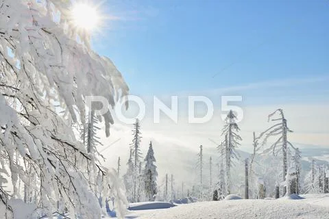 Snow Covered Conifer Forest With Sun, Winter, Grafenau, Lusen, National Park