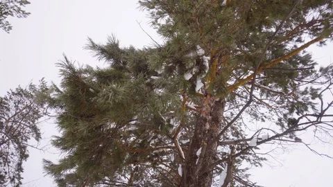 Snow-covered conifer in a forest thicket. Vidéo 126637417