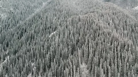 Snow covered conifer forest in winter aerial view Stock Footage 321669717
