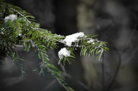 Snow covered conifer Stock Photos