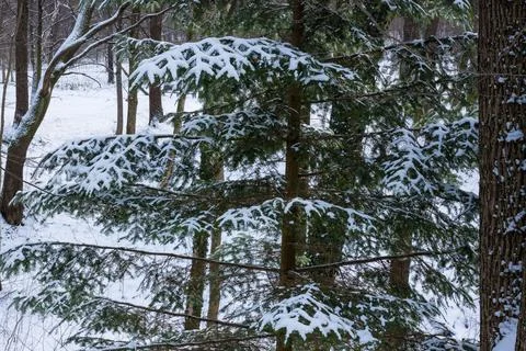 A snow-covered conifer tree, which is a spruce (genus Picea). Stock Photos