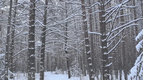 Snow-covered coniferous forest in cloudy weather in the winter season Stock Footage 86394508