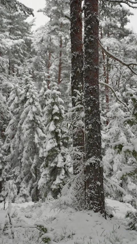 Snow-covered coniferous forest during heavy snowfall, with tall pine and spruce Stock-Footage 325207523