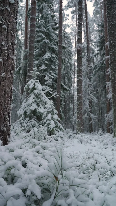 Snow-covered coniferous forest during gentle snowfall, with tall pine trees and Видео 325207792
