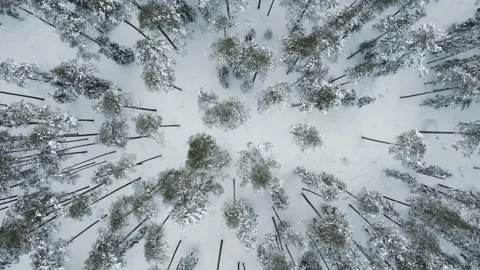 Snow-covered coniferous forest. Top view. Smooth camera movement Stock Footage 226625854
