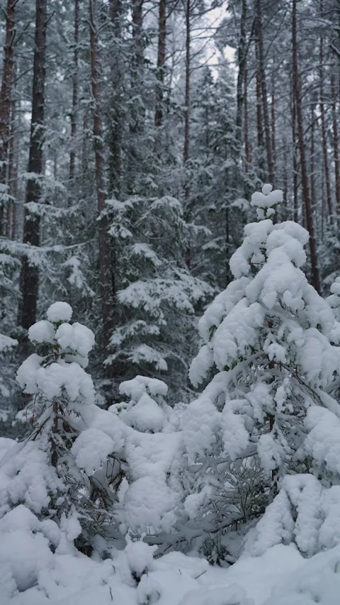 Snow-covered coniferous forest in winter, with dense fir and pine trees layered Видео 325207581