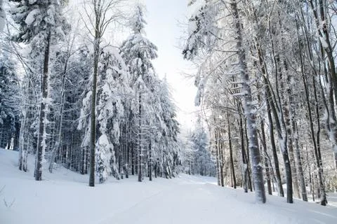 Snow-covered coniferous trees in forest in winter. Stock Photos