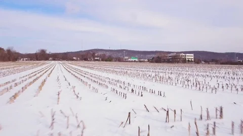 Snow covered corn field Stock Footage 74154368