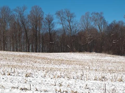 Snow covered corn field Stock Photos
