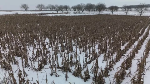 Snow-covered cornfield with dried stalks and bare trees in the background, Stock Footage 332723924