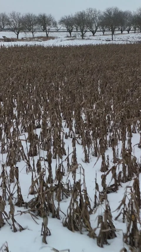 Snow-covered cornfield with dried stalks and bare trees in the background Stock Footage 339300040