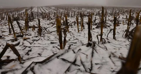 A snow-covered cornfield in winter, corn lies in the snow after harvesting and Stock Footage 275212993