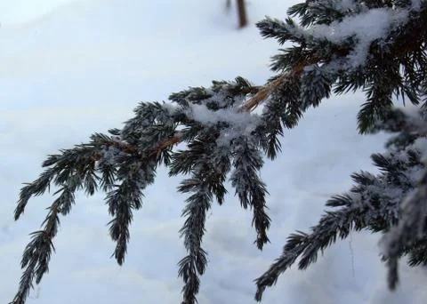 Snow-covered Cossack juniper on a background of white snow on a frosty clear day Stock Photos